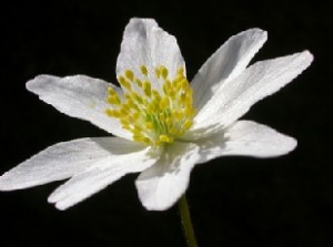 hvid anemone